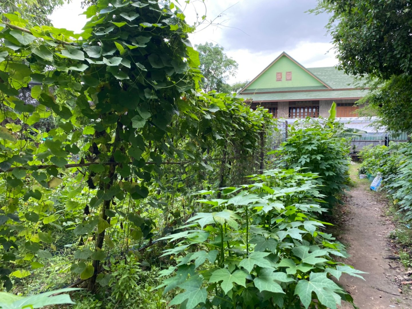 บ้านทานตะวัน_๒๐๐๖๑๕_0053.jpg